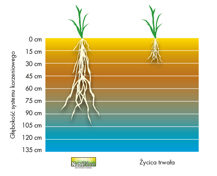 system korzenipwy.jpg